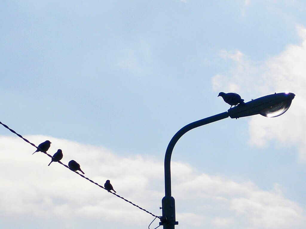 Wirearchy not hierarchy: A photograph of birds on a wire and a lamppost.