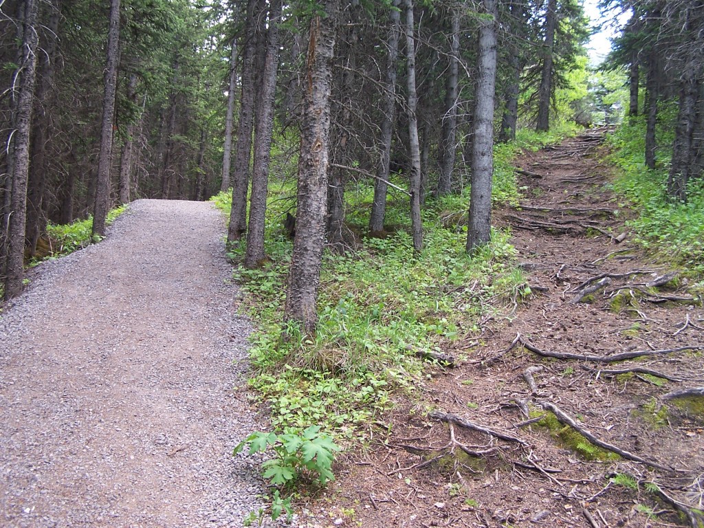 Fear of change: photograph of a fork in the road in the woods. Image attribution https://www.flickr.com/photos/raptortheangel/624151138