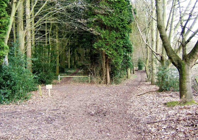 good process learning environment: a photograph of a fork in a forest path. The left fork has a white barrier at its entrance and is shrouded by foliage; the right has none and is more open to the sky.