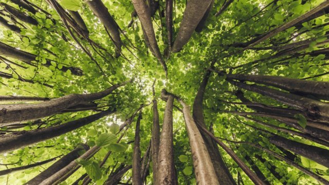 being present: An image of looking up into the leafy branches of trees. Photo attribution: James Reis, from his exhibit Closer and Closer