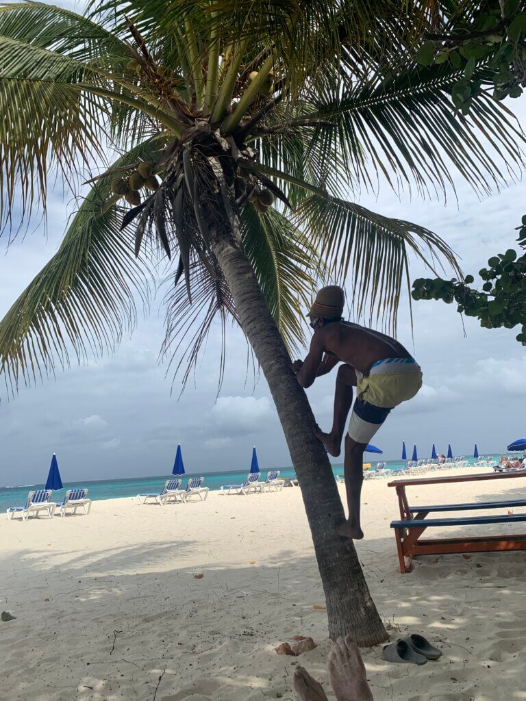 Lessons from Anguilla: A local climbs up a coconut tree